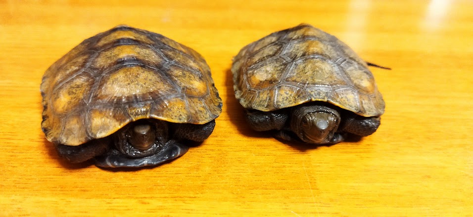 ニホンイシガメの飼育の記録-亀庭 - イシガメのための庭づくり