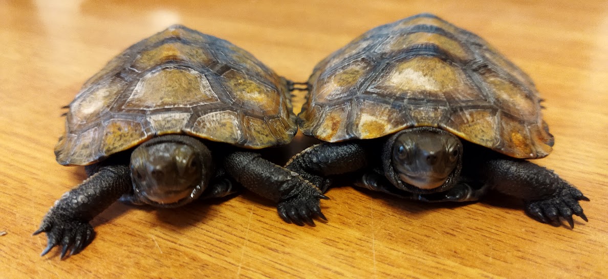 ニホンイシガメの飼育の記録-亀庭 - イシガメのための庭づくり