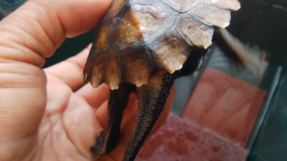 ニホンイシガメは尻尾と後ろ足も色づくんですね - ニホンイシガメの飼育の記録-亀庭