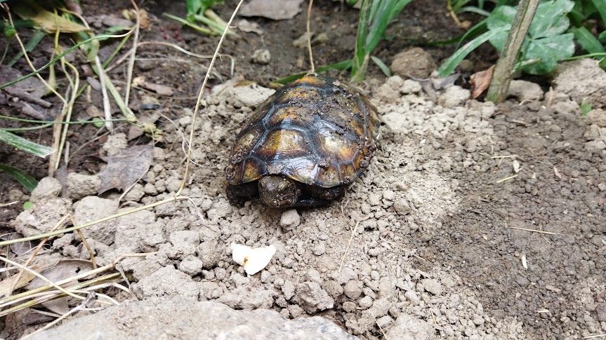 散歩 - ニホンイシガメの飼育の記録-亀庭