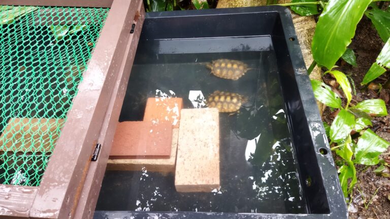 イシガメを屋外飼育で入れるトロ舟(80L) - ニホンイシガメの飼育の記録－亀庭