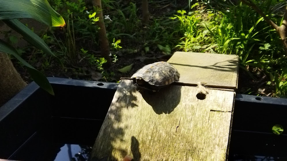 ニホンイシガメを屋外飼育に切り替えました - ニホンイシガメの飼育の記録-亀庭