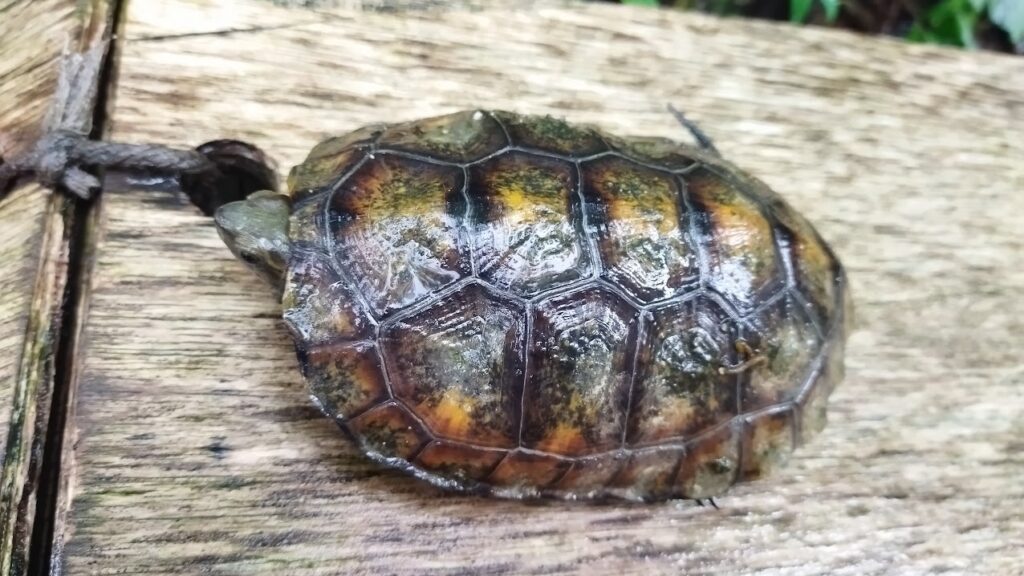 ニホンイシガメの飼育の記録-亀庭 - イシガメのための庭づくり