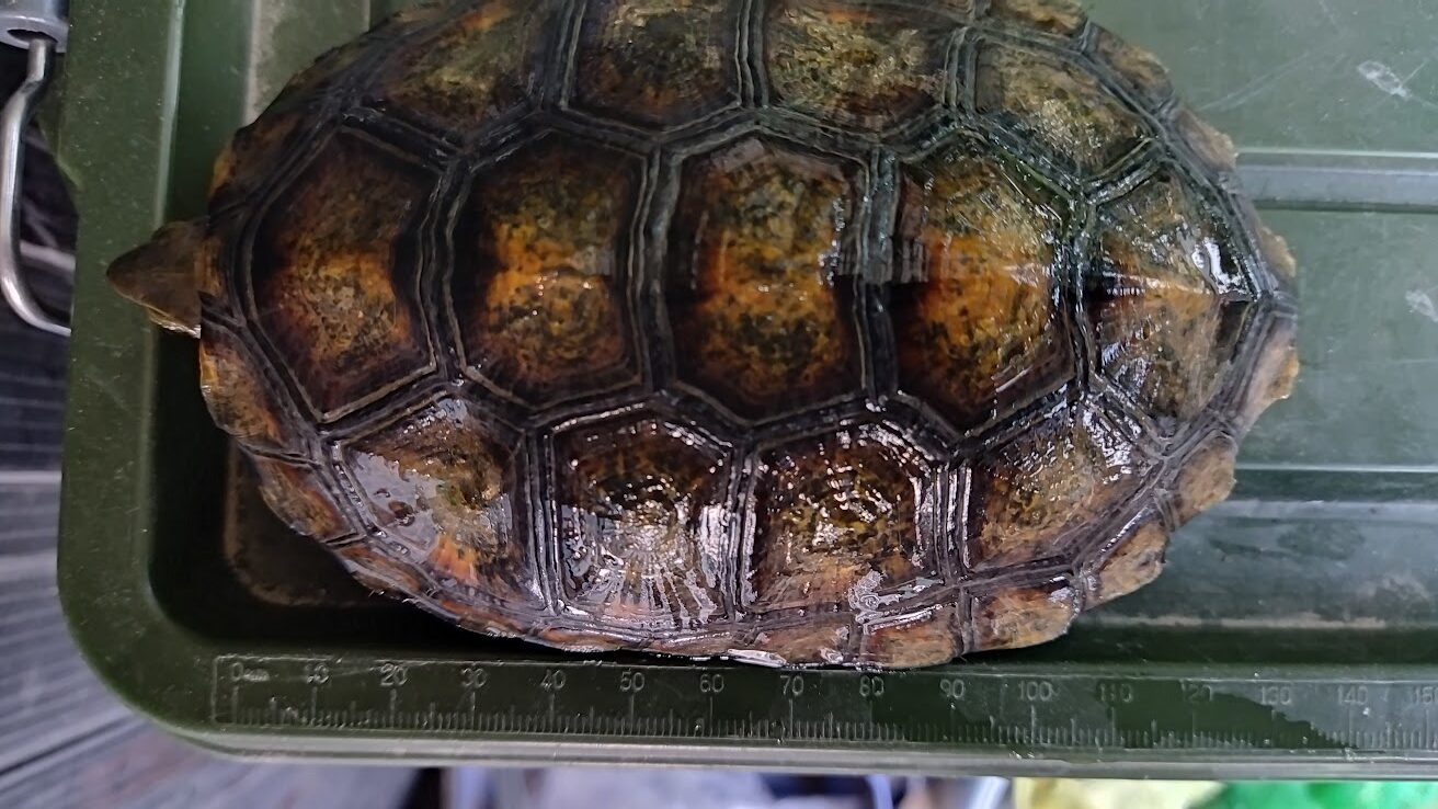 ニホンイシガメが陸上生活になるのは成長の証? - ニホンイシガメの飼育の記録-亀庭