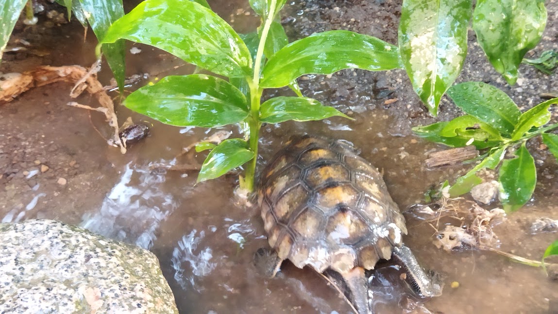 水中でも何を食べている