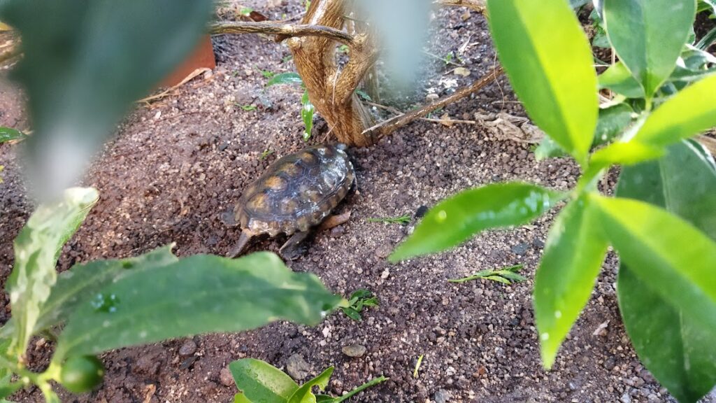 ダンゴムシを食べに行った