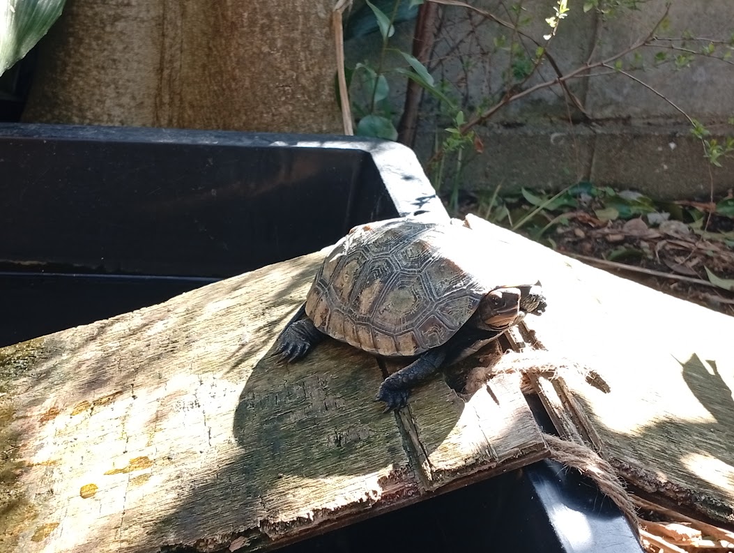 イシガメの甲羅が脱皮しそうです - ニホンイシガメの飼育の記録-亀庭