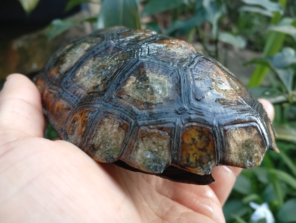 キレイな甲羅が見えました