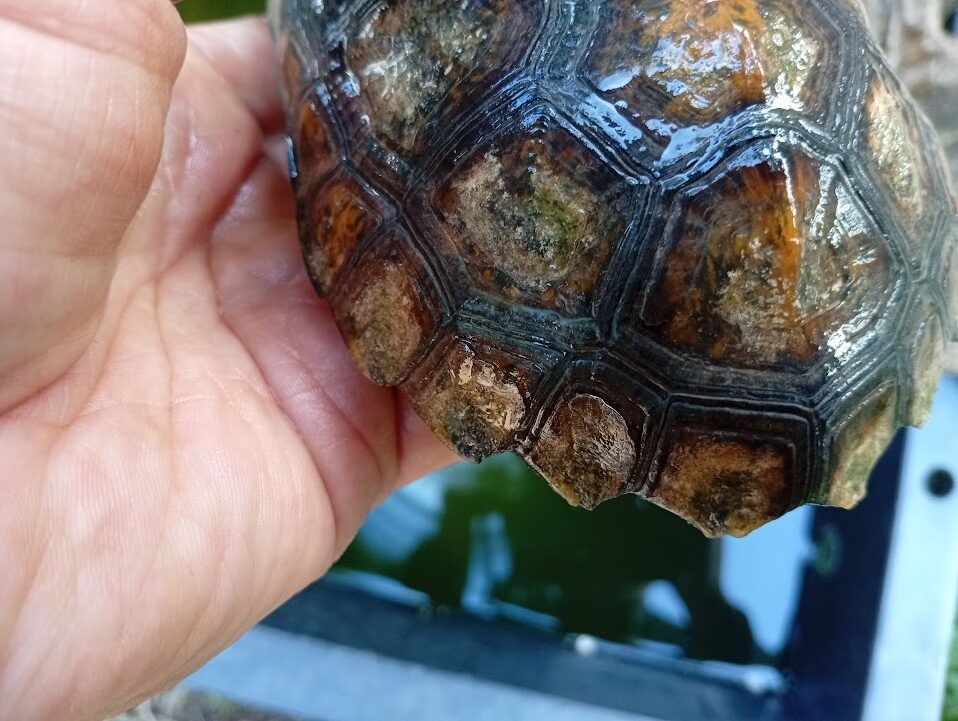 甲羅がめくれそう